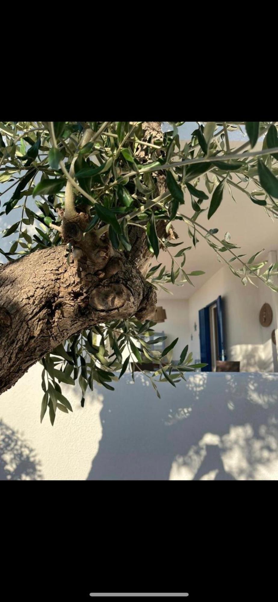 Pugliamandia Βίλα Monopoli Εξωτερικό φωτογραφία